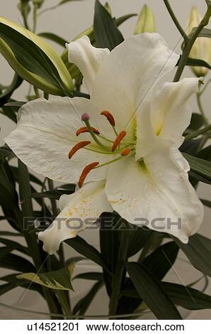 Stock Image - closeup of white lily. Fotosearch