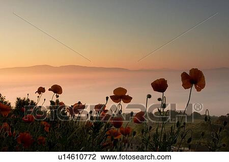 Stock Image - Closeup of wild red poppies with Tiber valley beyond at sunrise. Fotosearch