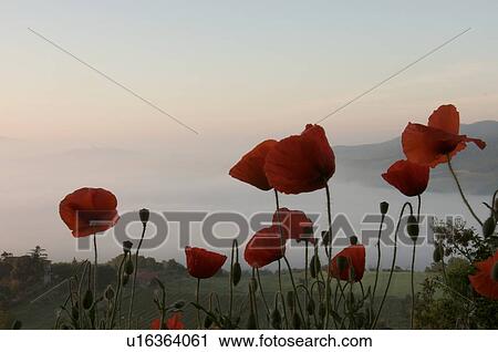 Closeup of wild red poppies with Tiber valley beyond at sunrise View Large Photo Image Stock Image - Closeup of wild red poppies with Tiber valley beyond at sunrise. Fotosearch