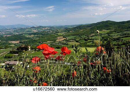 Closeup of wild red poppies with Tiber valley beyond, in afternoon sunlight View Large Photo Image Stock Image - Closeup of wild red poppies with Tiber valley beyond, in afternoon sunlight. Fotosearch