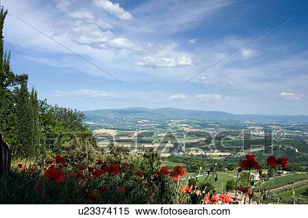 Stock Photography - Closeup of wild red poppies with Tiber valley beyond, in afternoon sunlight. Fotosearch