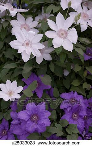 closeup ofclematis View Large Photo Image Stock Photo - closeup ofclematis. Fotosearch