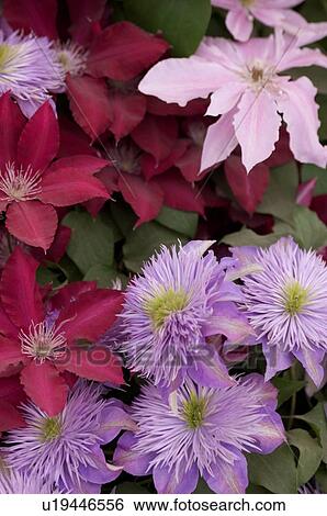 closeup ofclematis View Large Photo Image Stock Photograph - closeup ofclematis. Fotosearch