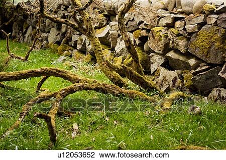 Stock Image - detail of moss covered branches of tree and mossy stone wall, Isle of Mull, Scotland. Fotosearch