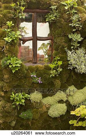 Stock Image - Display of garden wall covered with moss and sedum. Fotosearch
