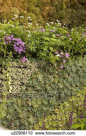 Display of garden wall covered with moss and sedum View Large Photo Image Stock Image - Display of garden wall covered with moss and sedum. Fotosearch