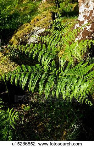 Ferns in late afternoon sun in oak forest, isle of Mull, Scotland View Large Photo Image Stock Image - Ferns in late afternoon sun in oak forest, isle of Mull, Scotland. Fotosearch