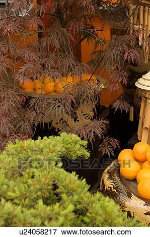 Stock Photo - Japanese style patio display, Chelsea Flower Show. Fotosearch