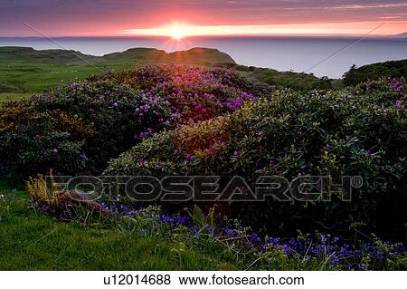 landscape view of Ardmore Point at sunset, Isle of Mull, Scotland, seen from Glengorm Castle View Large Photo Image Stock Photo - landscape view of Ardmore Point at sunset, Isle of Mull, Scotland, seen from Glengorm Castle. Fotosearch