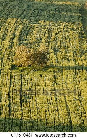 Lone tree in mowed wheat field, aerial view, early morning sunlight View Large Photo Image Stock Image - Lone tree in mowed wheat field, aerial view, early morning sunlight. Fotosearch
