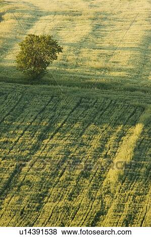 Stock Photo - Lone tree in mowed wheat field, aerial view, early morning sunlight. Fotosearch