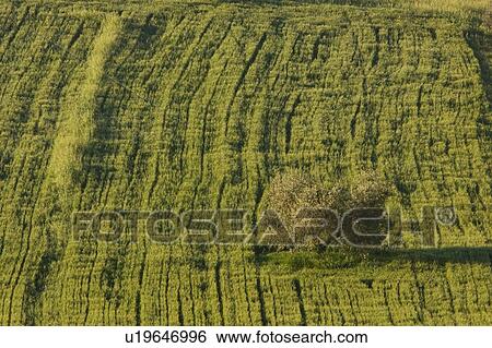 Lone tree in mowed wheat field, aerial view, early morning sunlight View Large Photo Image Stock Photograph - Lone tree in mowed wheat field, aerial view, early morning sunlight. Fotosearch