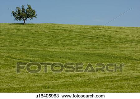 Lone tree in wheat field, blowing in the wind, late afternoon sunlight, against blue sky View Large Photo Image Stock Image - Lone tree in wheat field, blowing in the wind, late afternoon sunlight, against blue sky. Fotosearch