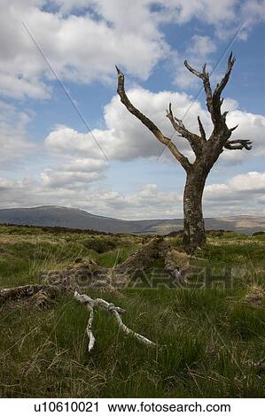 Stock Image - lonely tree on Rannoch Moor, Scotland. Fotosearch