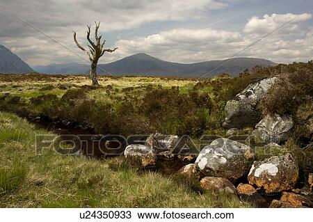lonely tree on Rannoch Moor, Scotland View Large Photo Image Stock Image - lonely tree on Rannoch Moor, Scotland. Fotosearch