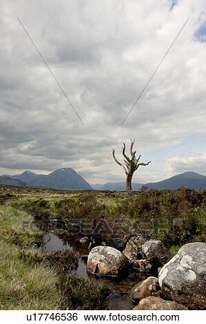 lonely tree on Rannoch Moor, Scotland View Large Photo Image Stock Photograph - lonely tree on Rannoch Moor, Scotland. Fotosearch