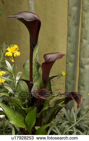 Purple arum, close up View Large Photo Image Stock Image - Purple arum, close up. Fotosearch