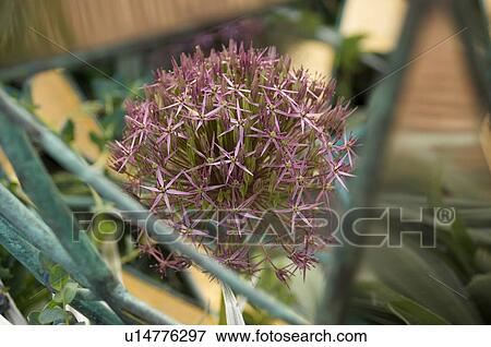 Purple giant allium in metal ornamental garden display, Chelsea Flower Show View Large Photo Image Stock Photo - Purple giant allium in metal ornamental garden display, Chelsea Flower Show. Fotosearch