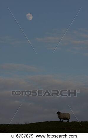 Stock Photo - Single sheep profiled on hilltop at sunset with moon rising, Scotland. Fotosearch