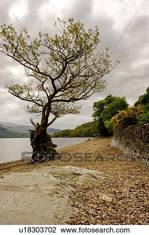 Tree outlined at edge of Loch Lomond on cloudy spring day, Firkin Point, Scotland View Large Photo Image Stock Image - Tree outlined at edge of Loch Lomond on cloudy spring day, Firkin Point, Scotland. Fotosearch