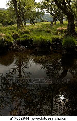 trees reflected in Loch Buie near Moy castle, Isle of Mull, Scotland View Large Photo Image Picture - trees reflected in Loch Buie near Moy castle, Isle of Mull, Scotland. Fotosearch