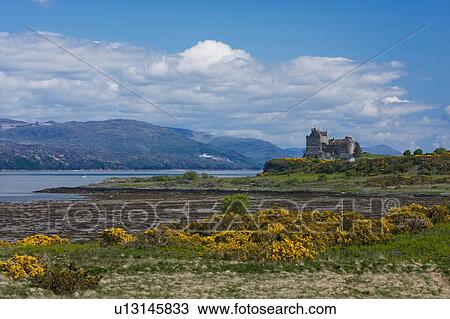 Stock Image - View of Duart castle on sunny spring day with blue sky, yellow gorse in foreground, Isle of Mull, Scotland. Fotosearch