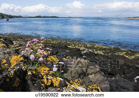 View of Loch Etive, near Connel Bridge, Scotland, on sunny spring day, with sea thrift flowers in foreground View Large Photo Image Stock Image - View of Loch Etive, near Connel Bridge, Scotland, on sunny spring day, with sea thrift flowers in foreground. Fotosearch