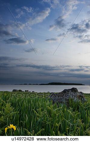 View of Loch Na Keal in late afternoon sun, Isle of Mull, Scotland, with wild irises and ferns in foreground View Large Photo Image Stock Photo - View of Loch Na Keal in late afternoon sun, Isle of Mull, Scotland, with wild irises and ferns in foreground. Fotosearch