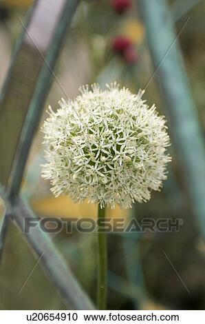 Stock Image - White giant allium in metal ornamental garden display, Chelsea Flower Show. Fotosearch
