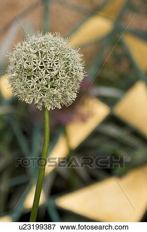 Stock Photo - White giant allium in metal ornamental garden display, Chelsea Flower Show. Fotosearch
