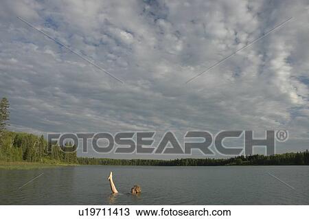 Stock Image - 45 year old woman swimming in Katherine Lake. No motor boats allowed.; Canada, Manitoba, Riding Mountain National Park. Fotosearch