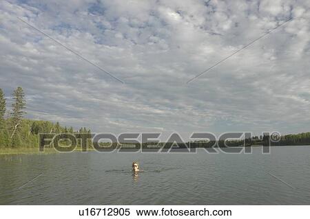 Stock Photography - 45 year old woman swimming in Katherine L. No motor boats allowed.; Canada, Manitoba, Riding Mountain National Park. Fotosearch