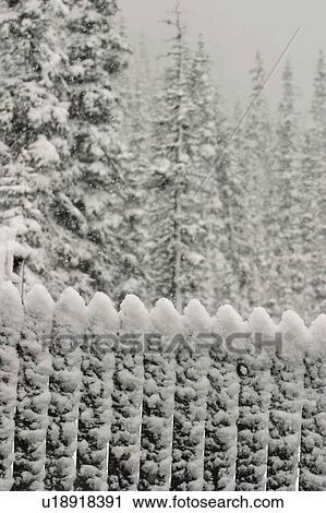 Stock Image - A fence and trees covered in snow, Lake Louise, Alberta. Fotosearch