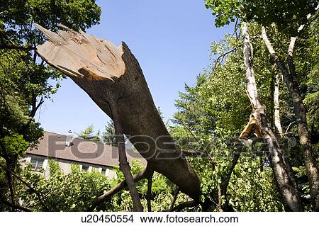 A tree broken during a wind storm, Toronto, Ontario, Canada View Large Photo Image Picture - A tree broken during a wind storm, Toronto, Ontario, Canada. Fotosearch