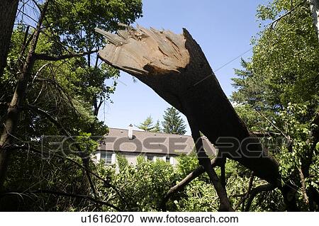 Stock Image - A tree broken during a wind storm, Toronto, Ontario, Canada. Fotosearch