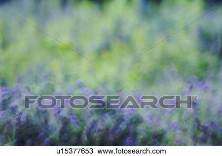 Stock Image - Abstract garden flowers. Dartmouth, Nova Scotia. Fotosearch