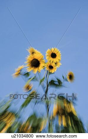Abstract sunflowers. Cavendish, PEI View Large Photo Image Stock Image - Abstract sunflowers. Cavendish, PEI. Fotosearch