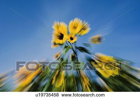Stock Photo - Abstract sunflowers. Cavendish, PEI. Fotosearch