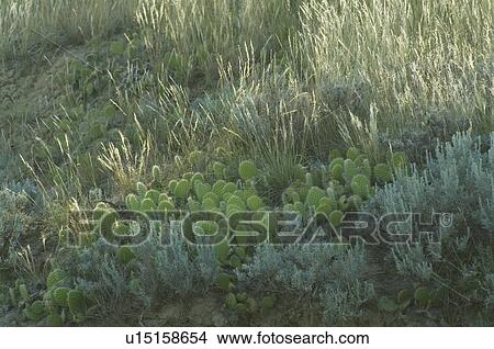 Abundant plant life including sage and prickly pear cactus, Great Sand Hills, Southwestern Saskatchewan, Canada View Large Photo Image Picture - Abundant plant life including sage and prickly pear cactus, Great Sand Hills, Southwestern Saskatchewan, Canada. Fotosearch
