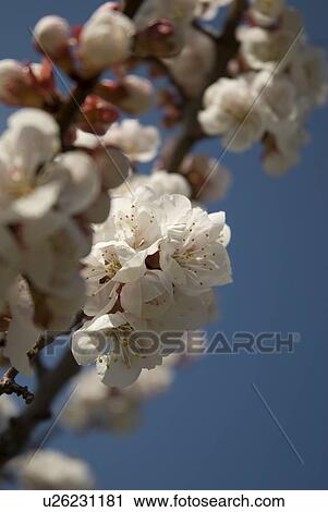 Stock Image - Apricot blossoms, Okanagan Centre, BC Canada. Fotosearch