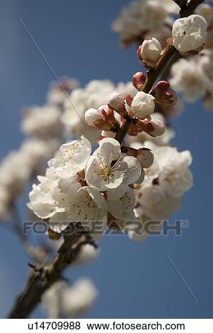 Apricot blossoms, Okanagan Centre, BC Canada View Large Photo Image Stock Photo - Apricot blossoms, Okanagan Centre, BC Canada. Fotosearch