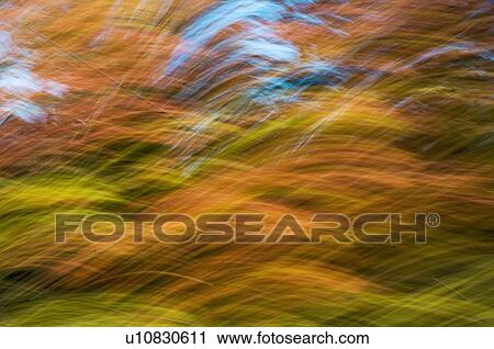 Stock Image - Autumn maple, fir and pine trees photographed from a moving vehicle. Algonquin Privincial Park, Ontario. Canada.. Fotosearch