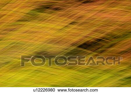 Autumn maple, fir and pine trees photographed from a moving vehicle. Algonquin Privincial Park, Ontario. Canada. View Large Photo Image Stock Image - Autumn maple, fir and pine trees photographed from a moving vehicle. Algonquin Privincial Park, Ontario. Canada.. Fotosearch