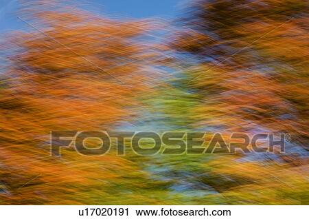 Stock Image - Autumn maple, fir and pine trees photographed from a moving vehicle. Algonquin Privincial Park, Ontario. Canada.. Fotosearch