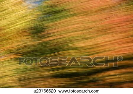 Autumn maple, fir and pine trees photographed from a moving vehicle. Algonquin Privincial Park, Ontario. Canada. View Large Photo Image Stock Image - Autumn maple, fir and pine trees photographed from a moving vehicle. Algonquin Privincial Park, Ontario. Canada.. Fotosearch