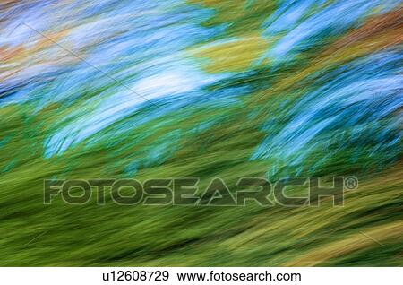 Stock Photo - Autumn maple, fir and pine trees photographed from a moving vehicle. Algonquin Privincial Park, Ontario. Canada.. Fotosearch