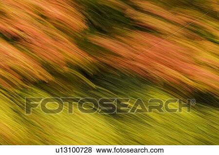 Stock Photo - Autumn maple, fir and pine trees photographed from a moving vehicle. Algonquin Privincial Park, Ontario. Canada.. Fotosearch