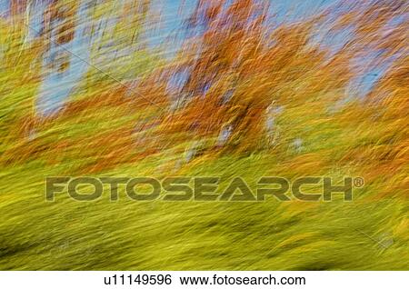 Stock Photograph - Autumn maple, fir and pine trees photographed from a moving vehicle. Algonquin Privincial Park, Ontario. Canada.. Fotosearch