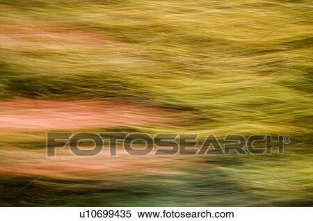 Stock Photography - Autumn maple, fir and pine trees photographed from a moving vehicle. Algonquin Privincial Park, Ontario. Canada.. Fotosearch
