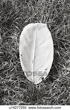 Stock Photography - Birch Leaf. Fotosearch